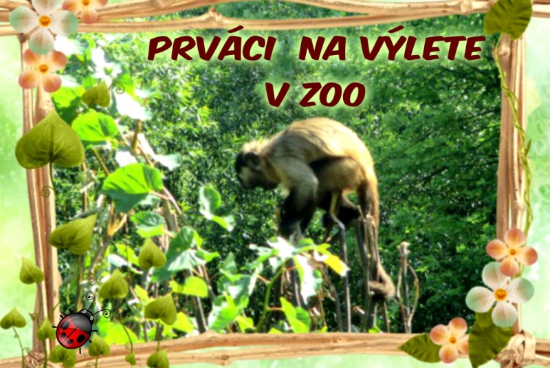 Novinky & fotogaléria / Výlet v ZOO