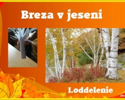 Breza v jeseni